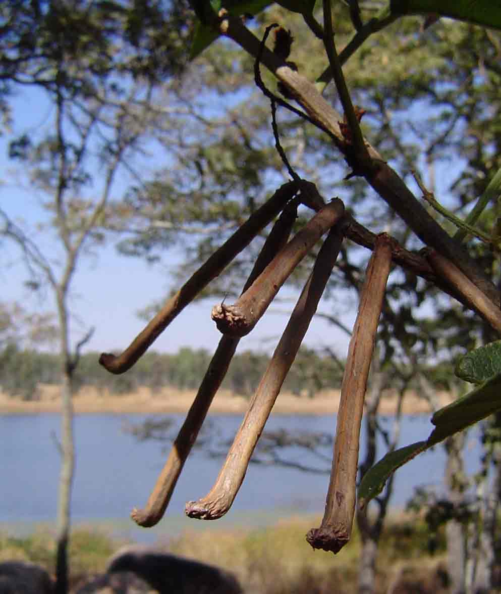 Indigofera rhynchocarpa var. rhynchocarpa