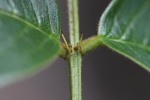 Indigofera rhynchocarpa var. rhynchocarpa