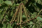 Indigofera rhynchocarpa var. rhynchocarpa