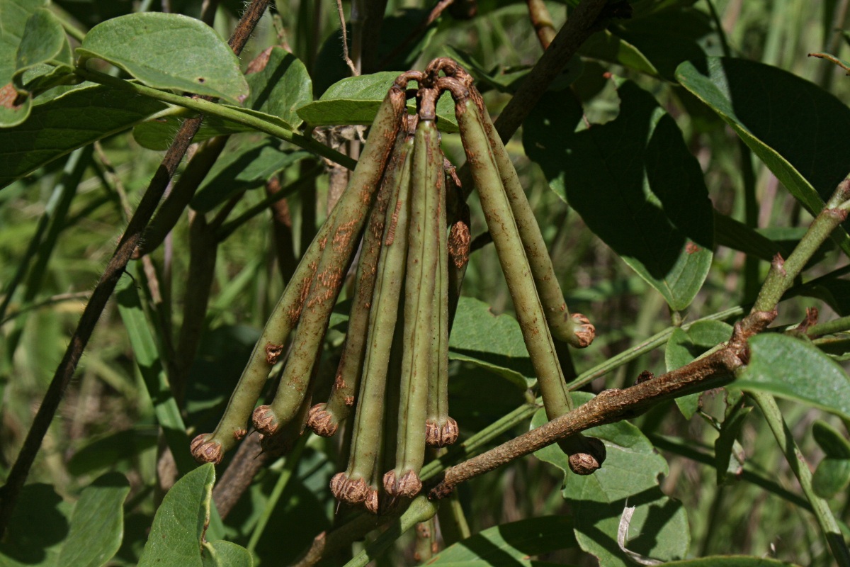 Indigofera rhynchocarpa var. rhynchocarpa