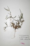 Indigofera rhytidocarpa var. rhytidocarpa