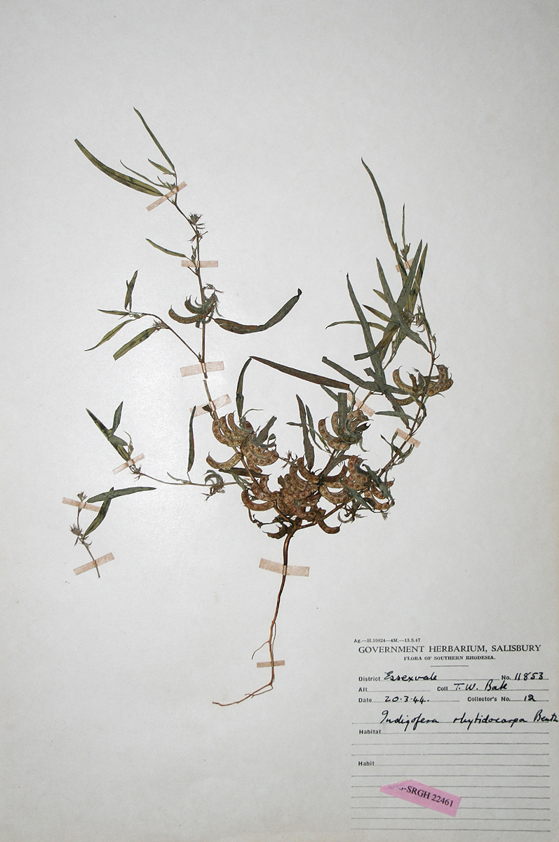 Indigofera rhytidocarpa var. rhytidocarpa