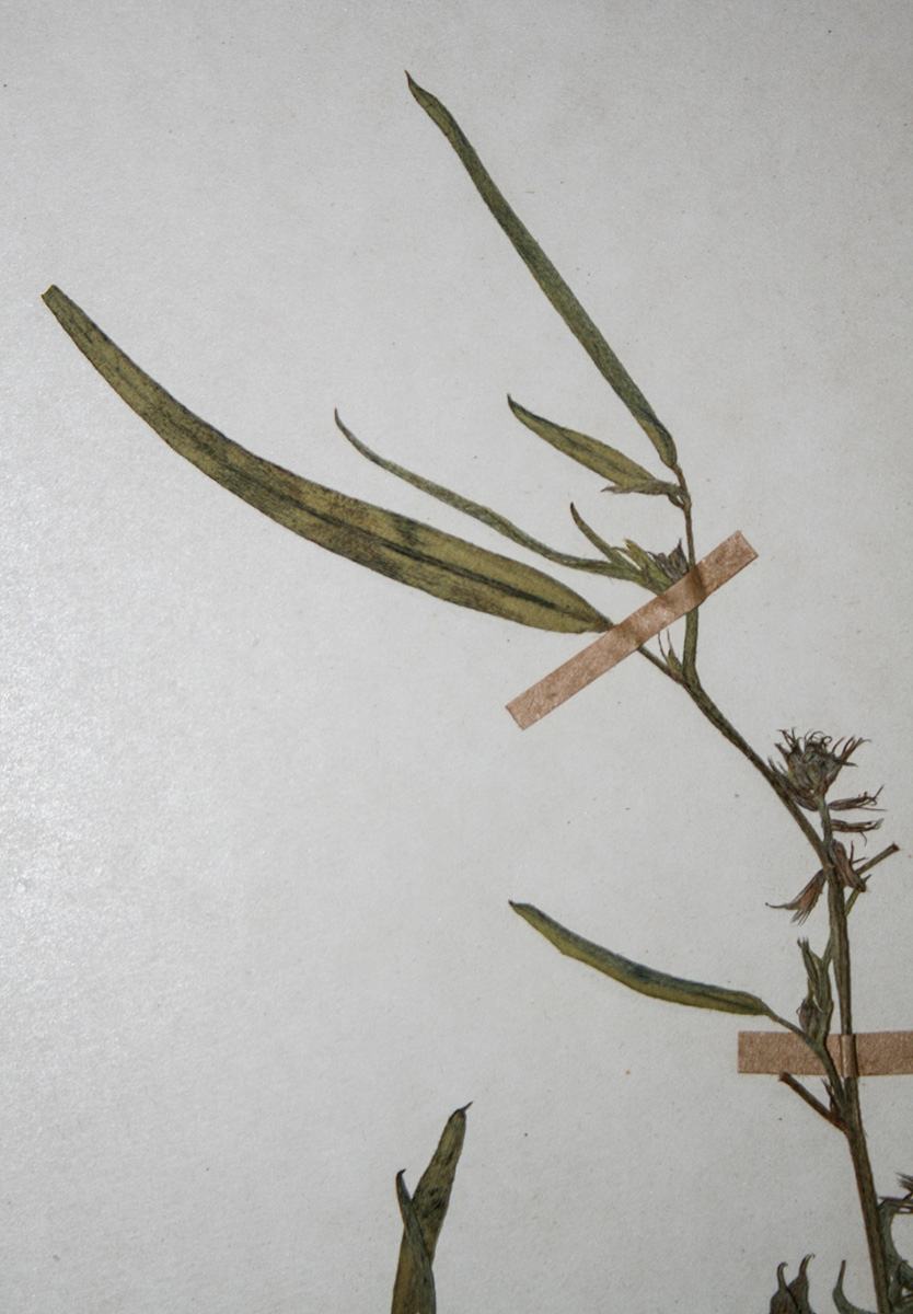 Indigofera rhytidocarpa var. rhytidocarpa