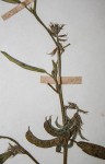 Indigofera rhytidocarpa var. rhytidocarpa