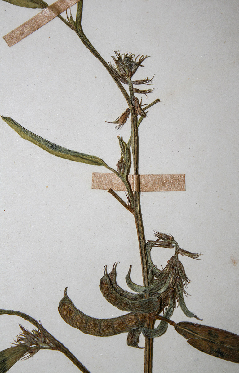 Indigofera rhytidocarpa var. rhytidocarpa