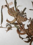 Indigofera rhytidocarpa var. rhytidocarpa