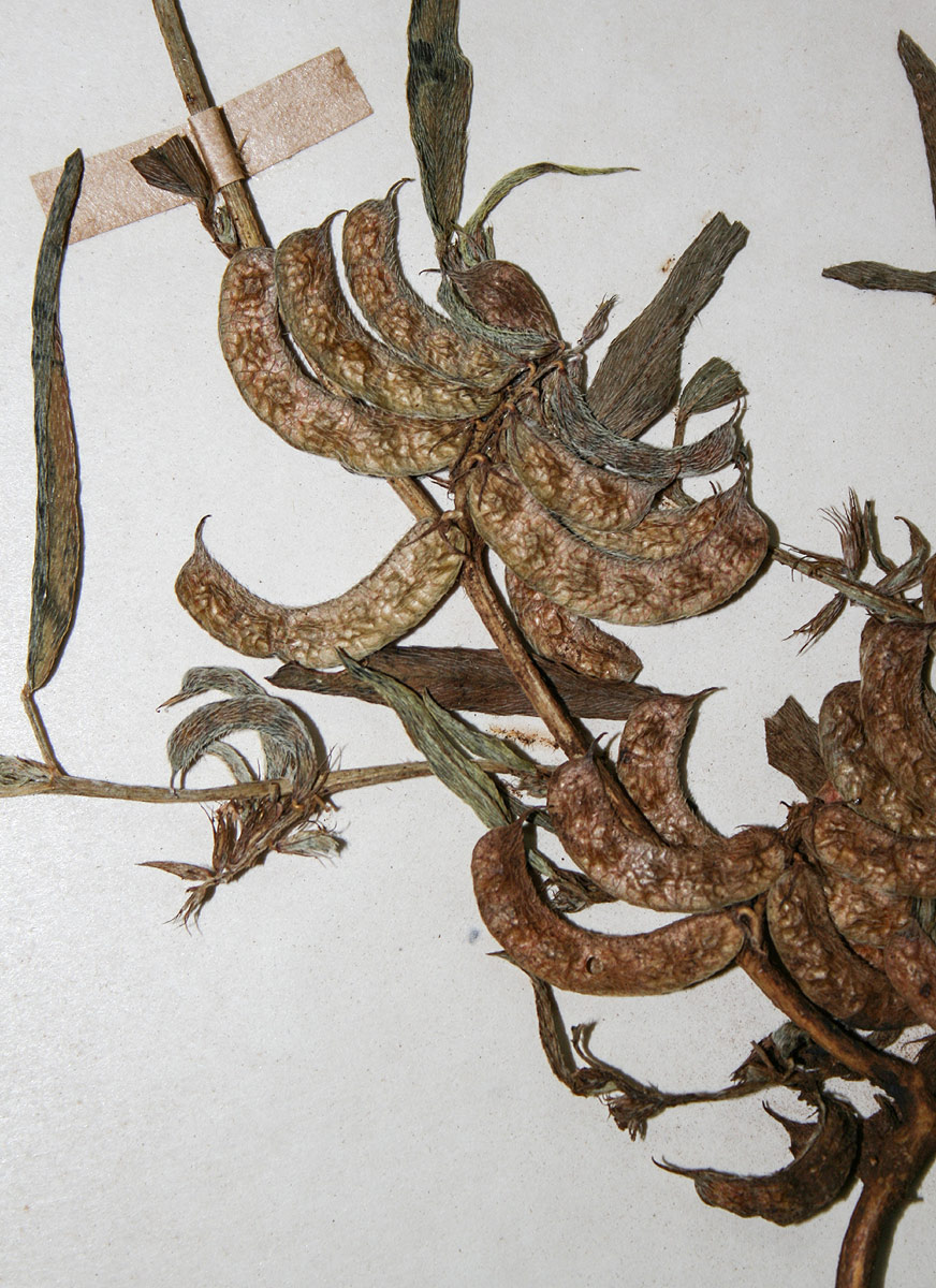 Indigofera rhytidocarpa var. rhytidocarpa
