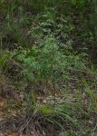 Indigofera setiflora var. setiflora