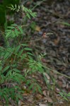 Indigofera setiflora var. setiflora