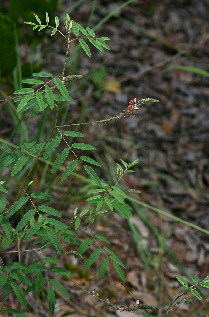 Indigofera setiflora var. setiflora