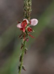 Indigofera setiflora var. setiflora