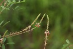Indigofera setiflora var. setiflora