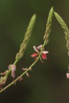 Indigofera setiflora var. setiflora