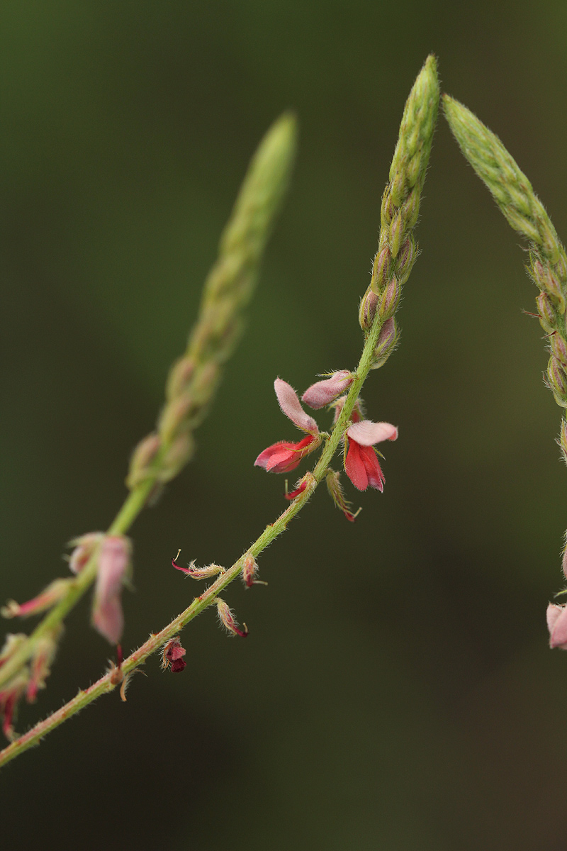 Indigofera setiflora var. setiflora