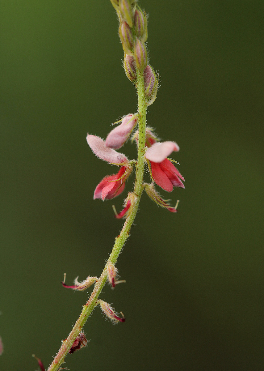 Indigofera setiflora var. setiflora
