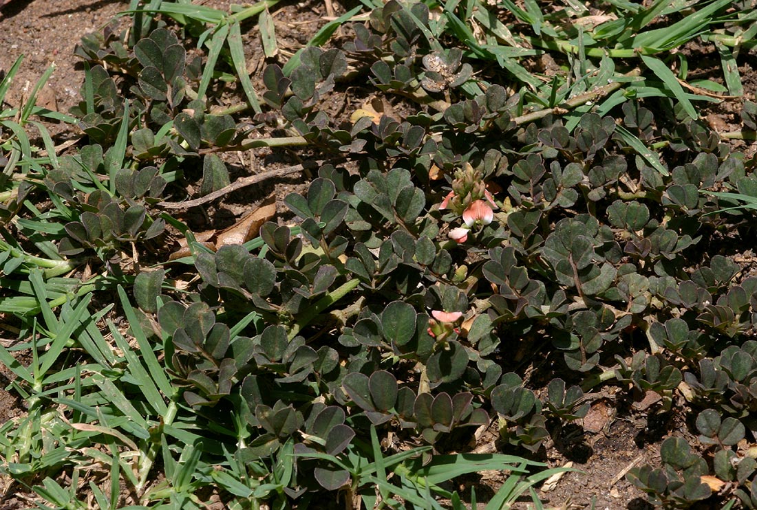 Indigofera spicata