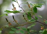 Indigofera subcorymbosa var. subcorymbosa