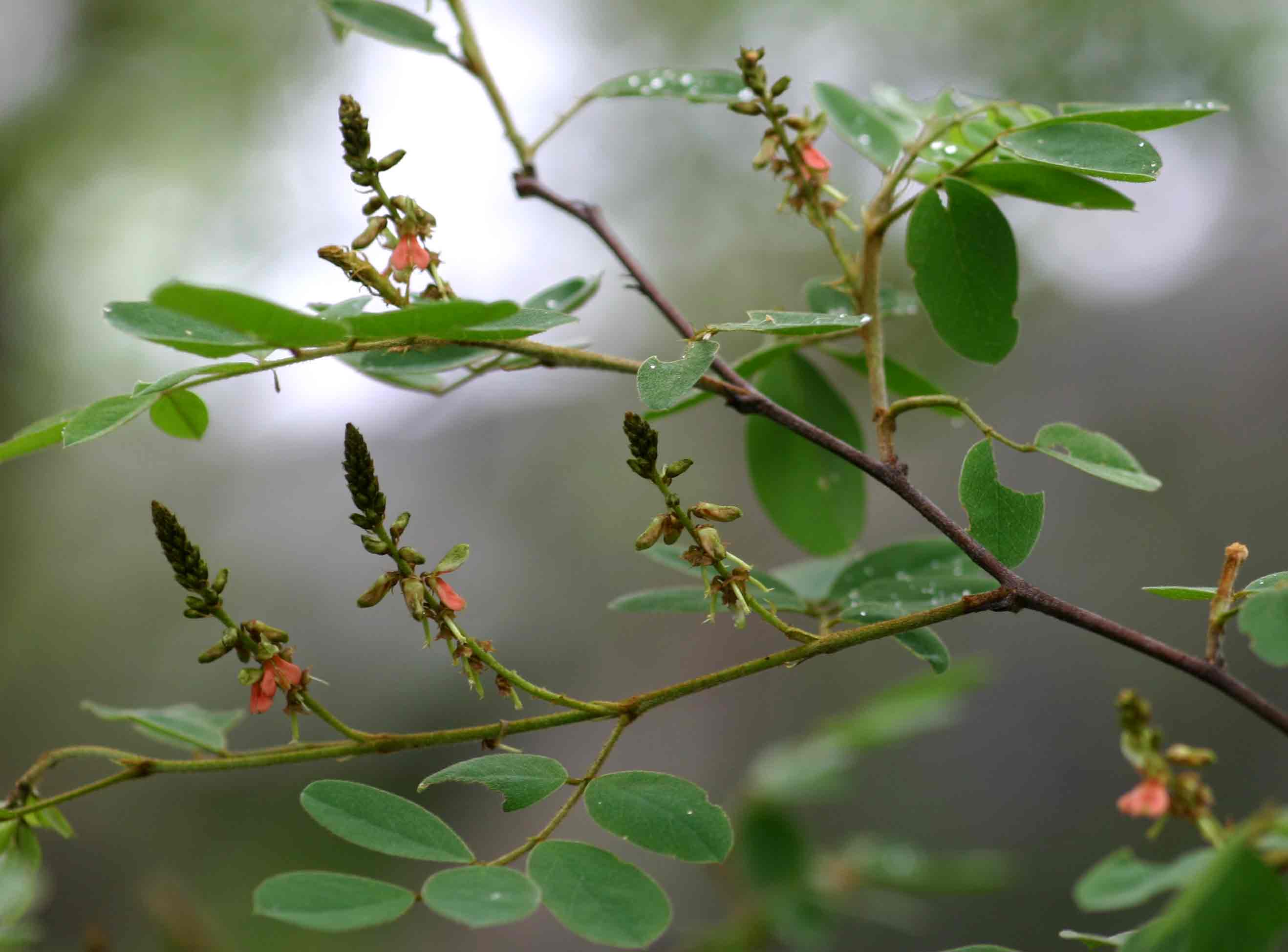 Indigofera subcorymbosa var. subcorymbosa