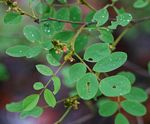 Indigofera subcorymbosa var. subcorymbosa
