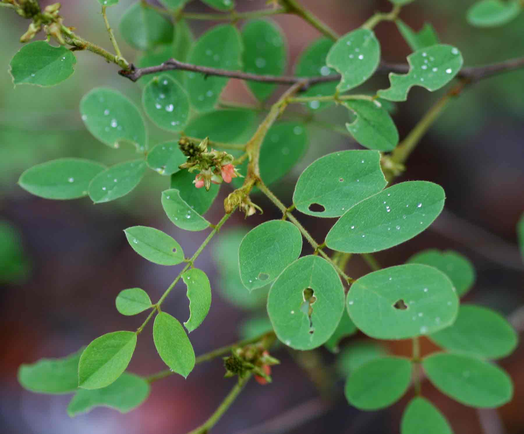 Indigofera subcorymbosa var. subcorymbosa