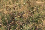 Indigofera tinctoria var. arcuata