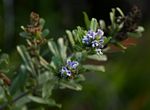 Otholobium foliosum subsp. gazense
