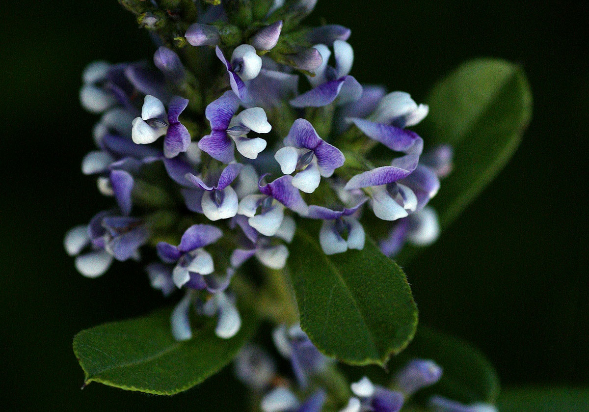 Otholobium foliosum subsp. gazense