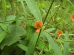 Tephrosia acaciifolia