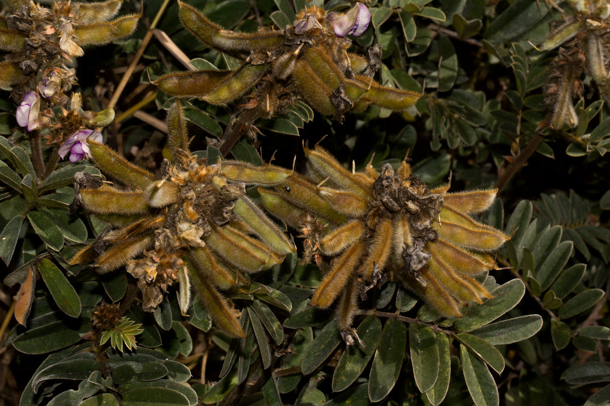 Tephrosia aequilata