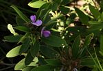 Tephrosia dasyphylla subsp. dasyphylla