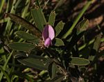 Tephrosia dasyphylla subsp. dasyphylla