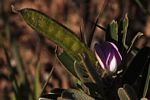 Tephrosia dasyphylla subsp. dasyphylla