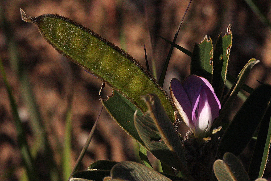 Tephrosia dasyphylla subsp. dasyphylla