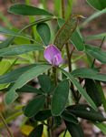 Tephrosia dasyphylla subsp. dasyphylla