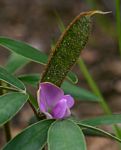 Tephrosia dasyphylla subsp. dasyphylla