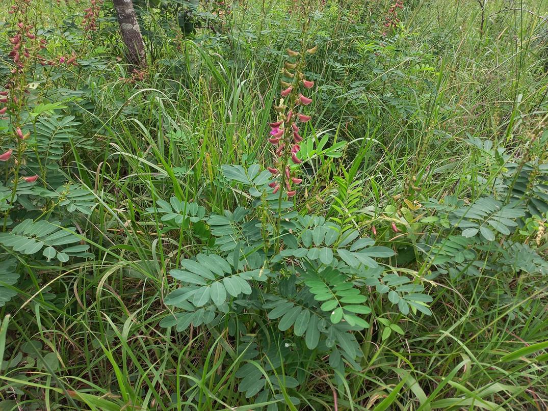 Tephrosia elata subsp. heckmanniana var. heckmanniana