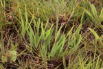 Tephrosia longipes var. drummondii