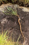 Tephrosia longipes var. drummondii