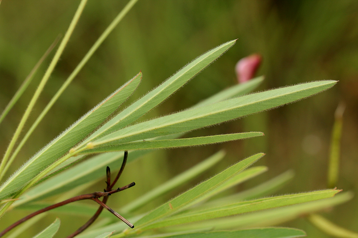 Tephrosia longipes var. drummondii