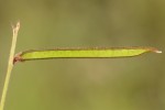 Tephrosia longipes var. drummondii