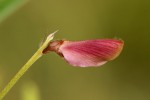 Tephrosia longipes var. drummondii
