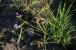 Tephrosia longipes var. drummondii