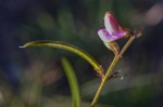 Tephrosia longipes var. drummondii