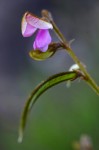 Tephrosia longipes var. drummondii