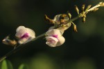 Tephrosia noctiflora
