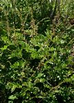Tephrosia rhodesica var. rhodesica