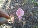 Tephrosia stormsii var. stormsii