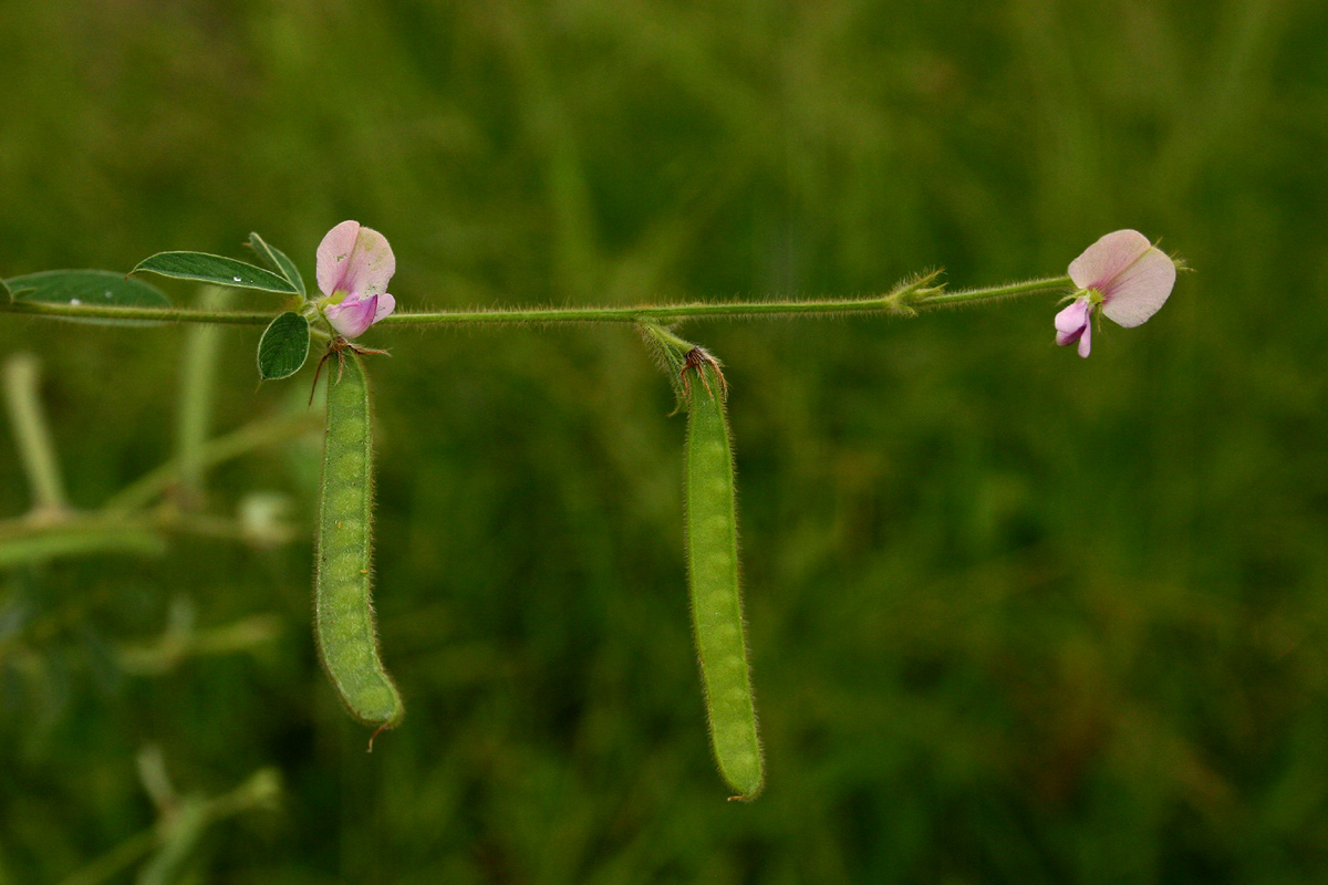 Tephrosia uniflora subsp. uniflora