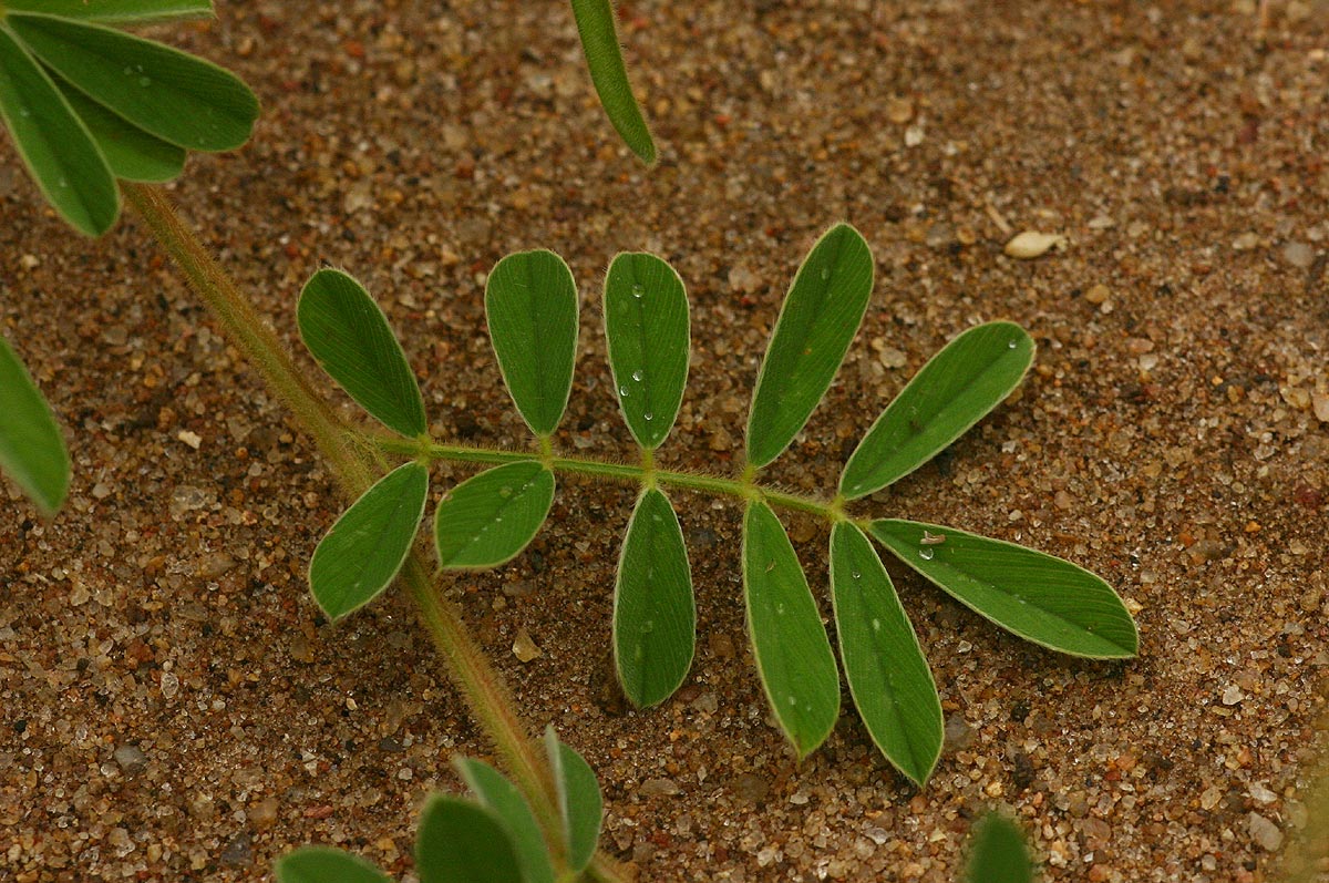 Tephrosia uniflora subsp. uniflora