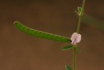 Tephrosia uniflora subsp. uniflora